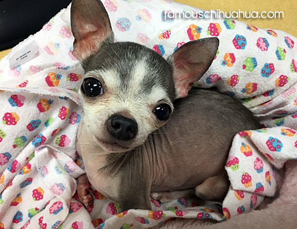 teacup chihuahua