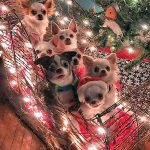 clements christmas chihuahuas