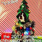 cookie winner chihauhuachristmas contest