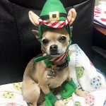 george christmaself chihuahua