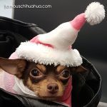 hellokitty christmas chihuahua 1