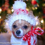 little evie christmas chihuahua