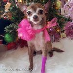 meela christmas chihuahua