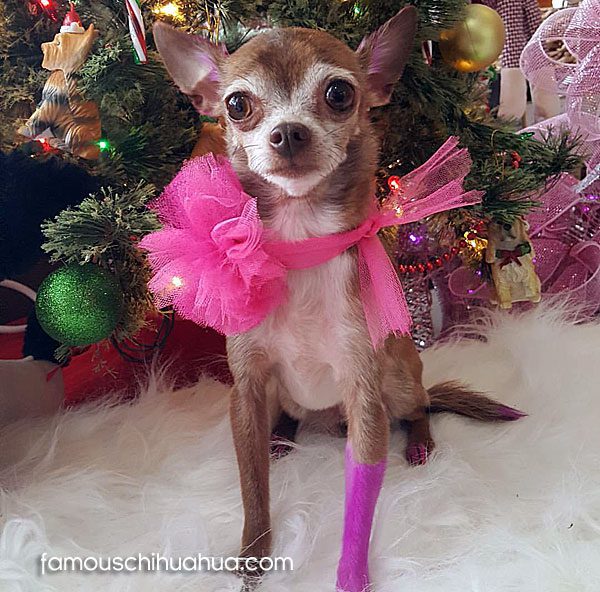 teacup chihuahua christmas