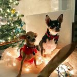 waxtherapist christmas chihuahuas