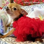 bitse famous chihuahua