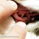 back molars chihuahua teeth