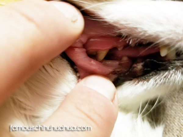 chihuahua back molars gum disease