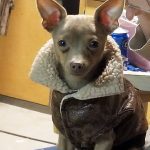 beezer famous chihuahua