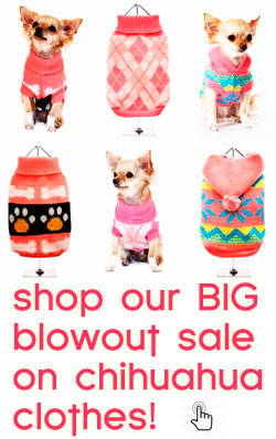 sale chihuahua clothes and accessories