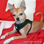 mimi famous chihuahua