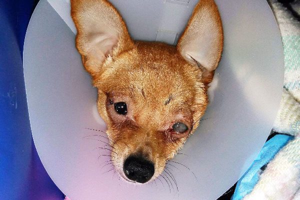 injured chihuahua