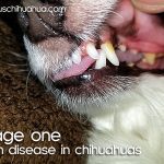 stage one chihuahua gum disease