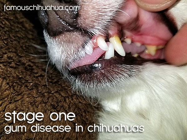 periodontal gum disease in chihuahua stage one