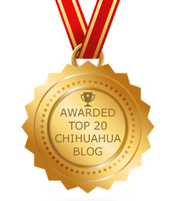 Top Chihuahua Site