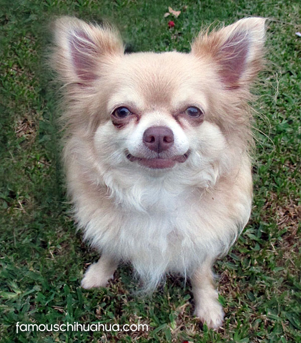 long haired chihuahua smiling