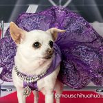 fifi the famous chihuahua
