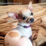 miss cali love famous chihuahua