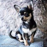 milo famous chihuahua