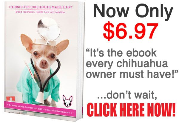 Caring for Chihuahuas Made Easy eBook! ONLY $6.97