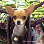 bindi cutest chihuahua