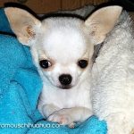 carmie cutest chihuahua 1