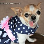 miss pickles cutest chihuahua