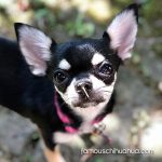 olivia cutest chihuahua