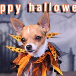 bindi chihuahua halloween banner