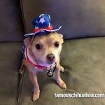 patriotic chihuahua