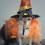 witch chihuahua