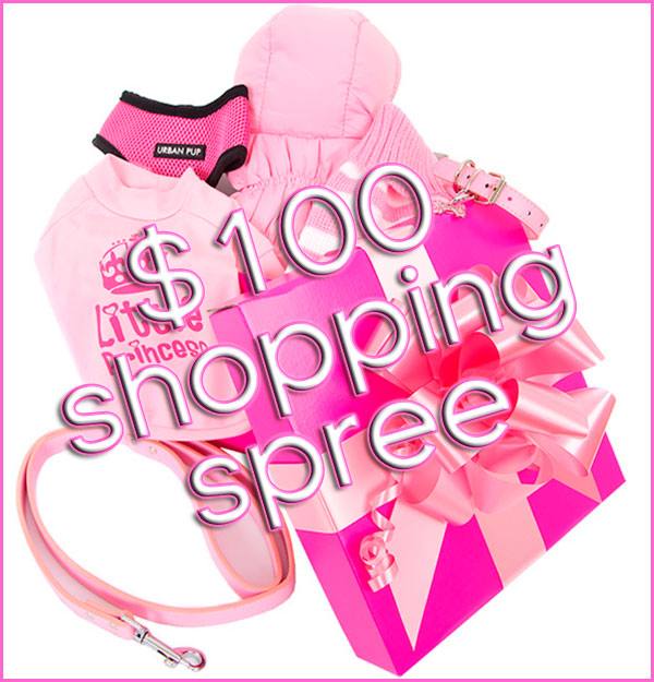 win a $100 shopping spree chihuahua clothes
