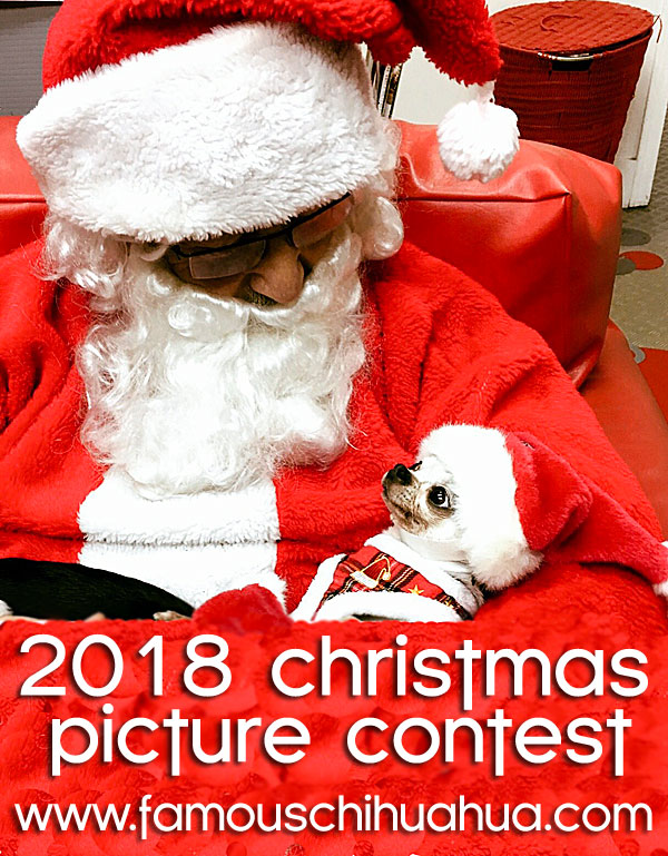 famous chihuahua christmas picture contest