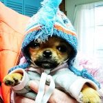 shuggie famous chihuahua