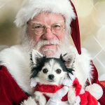 anna christmas chihuahua