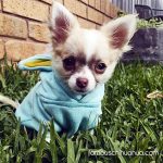 odin famous chihuahua