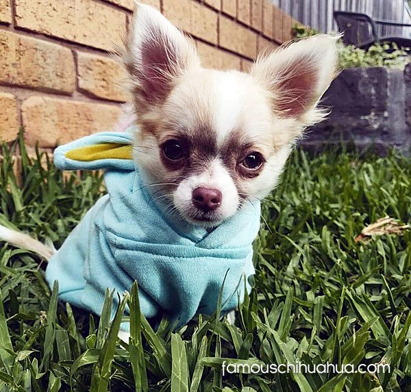 tiny long haired chihuahua puppy