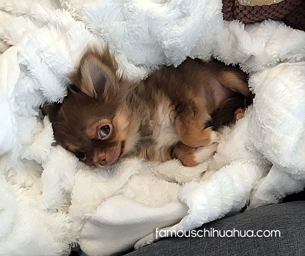 teacup long haired chihuahua