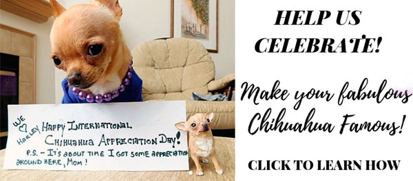 celebrate international chihuahua appreciation day