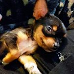 enzo famous chihuahua