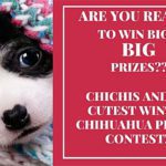 cutest winter chihuahua contest
