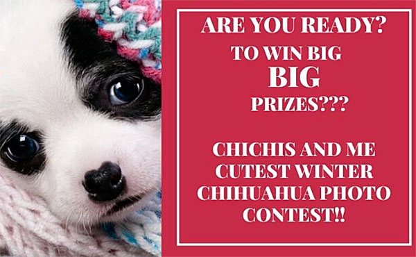 cutest winter chihuahua contest