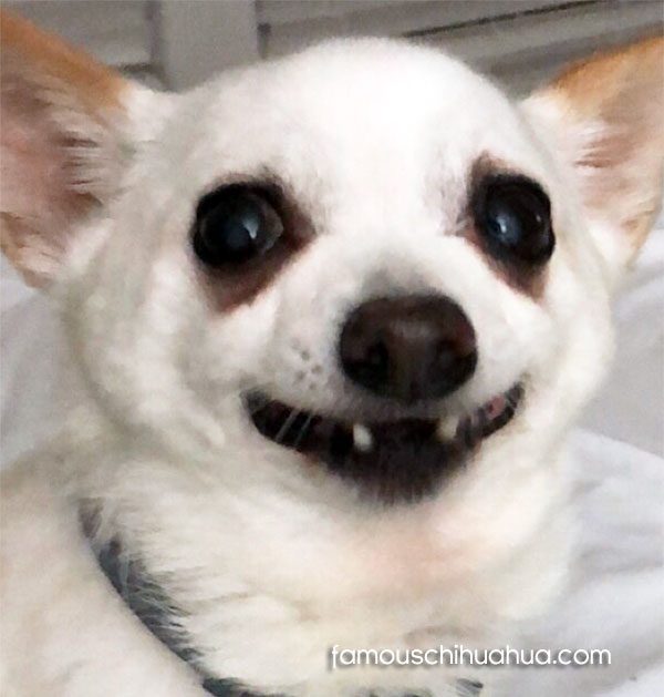 chihuahua no teeth