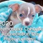 2020 icad photo contest