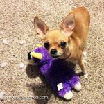 dinky famous chihuahua