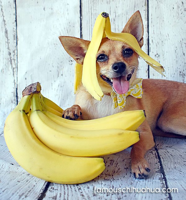 chihuahua with banana on head