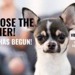 vote chihuahua contest