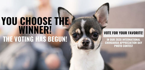 vote international chihuahua appreciation day photo contest