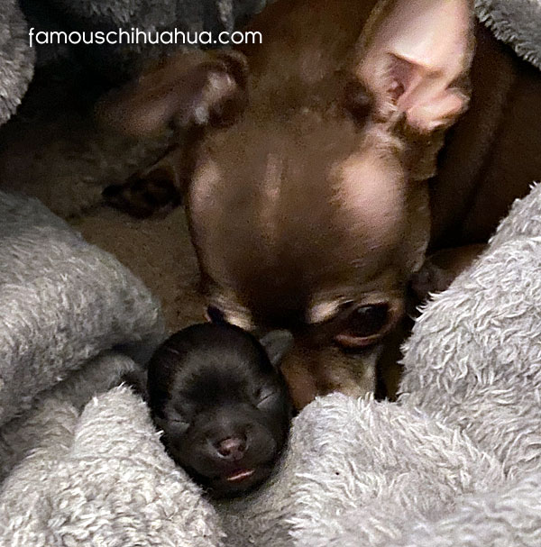 tiny cblack hihuahua puppy with mother