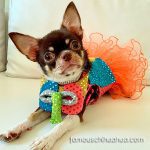 agatha chihuahua carnival costume